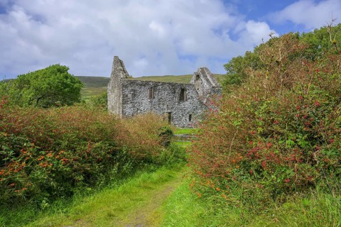 House ruin and blooming fuchsia hedges, Kilmalkedar, Kerry, Ireland
