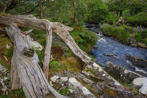 Deadwood and stream, Killarney National Park, Muckross, Kerry, Ireland