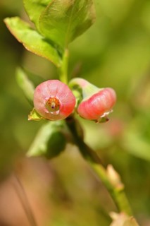 Blueberry blossom (Vaccinium myrtillus), European blueberry, blueberry, wild blueberry (Vaccinium