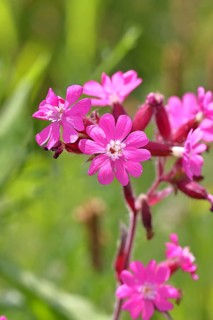 Red campion (Silene dioica), close-up of a flower in a meadow, Wilnsdorf, North Rhine-Westphalia,