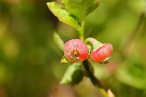 Blueberry blossom (Vaccinium myrtillus), European blueberry, blueberry, wild blueberry (Vaccinium