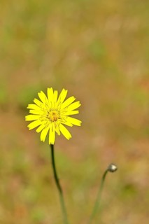 Mouse-ear hawkweed, also known as mouse-eared hawkweed or long-haired hawkweed (Hieracium