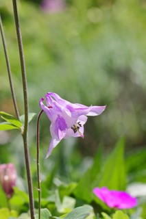 Columbine (Aquilegia vulgaris), pink flower at the edge of a forest, in spring, Wilnsdorf, North