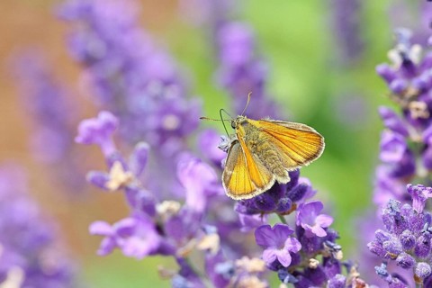 Large skipper (Ochlodes venatus), collecting nectar from a flower of Common lavender (Lavandula