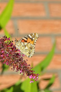 Thistle butterfly (Vanessa cardui) on a flower of the butterfly bush (Buddleja davidii), butterfly
