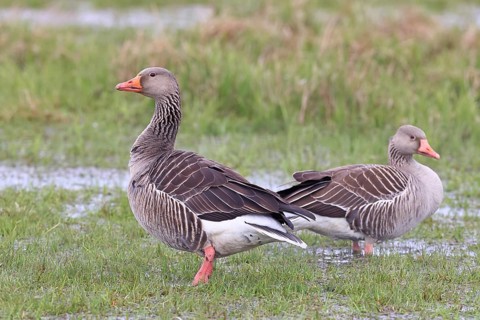 Grey goose (Anser anser) pair on a moor, DÃ¼mmer, Lake DÃ¼mmer, Ochsenmoor, HÃ¼de, Lower Saxony,
