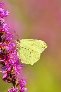 Lemon butterfly (Gonepteryx rhamni) feeding on a flower of purple loosestrife (Lythrum salicaria),