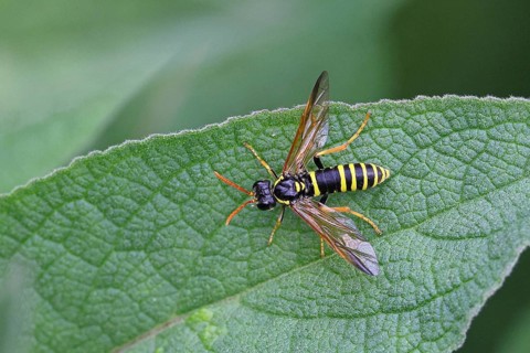 House field wasp (Polistes dominula), on a leaf of dark mullein (Verbascum nigrum), Wilnsdorf,