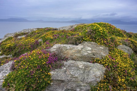 Heather and blooming broom, hiking to the lighthouse of, Sheepshead, County Cork, Ireland