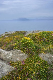 Heather and blooming broom, hiking to the lighthouse of, Sheepshead, County Cork, Ireland