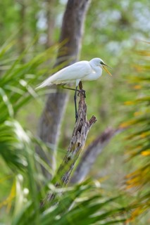 A white egret sitting on a branch in green surroundings, surrounded by trees, Great Egret (Egretta