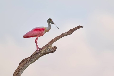 A spoonbill sits peacefully on a bare branch against a bright sky, Roseate spoonbill (Ajaja ajaja),