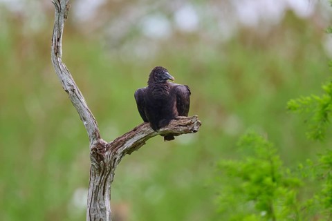 Another vulture on a branch, similar to the previous image, against a green background, Turkey
