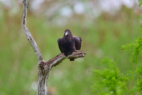 A vulture sits lonely on a bare branch in front of a green, blurred background, Turkey Vulture