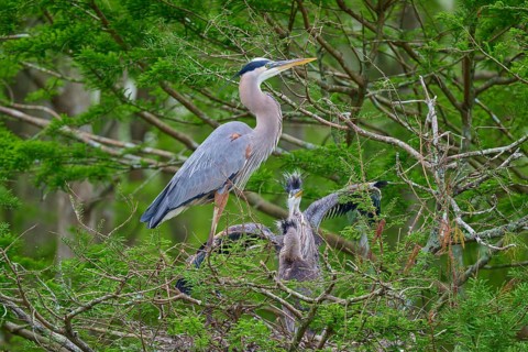 The heron stands in the nest next to its young, protected by dense cypress forest, Canada Heron