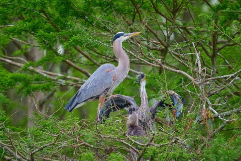 A heron stands with spread wings next to fledglings in the nest in the cypress forest, Canada Heron