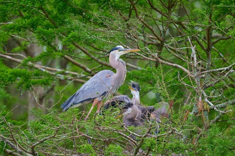 A heron and fledglings in the nest, surrounded by cypress forest and green branches, Canada Heron