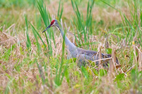 A crane stands in the green grass, surrounded by reeds, tranquillity in nature, Canada cranes or