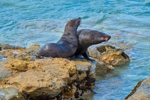 Two seals cuddling together on rocks close to the water of the sea, New Zealand fur seal