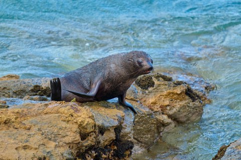 A seal rests on rocks at the edge of the ocean with gentle waves in the background, New Zealand fur