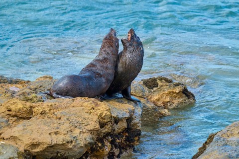 Two seals interacting on rocks by the sea, surrounded by moving water, New Zealand fur seal