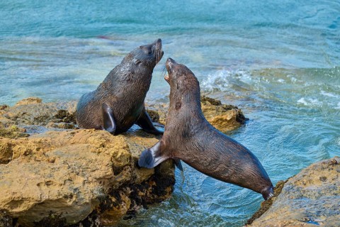 Two seals on rocks in the sea, communicative behaviour in the clear blue water, New Zealand fur