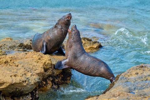 Two seals on rocks at the ocean's edge, playful interaction in the blue water, New Zealand fur seal