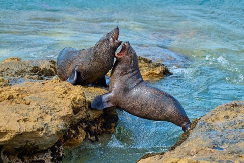 Lively interaction of two seals on rocks near water, New Zealand fur seal (Arctocephalus forsteri),