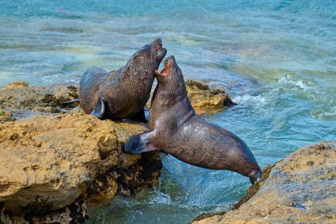 Two seals are in lively exchange near the seashore, New Zealand fur seal (Arctocephalus forsteri),