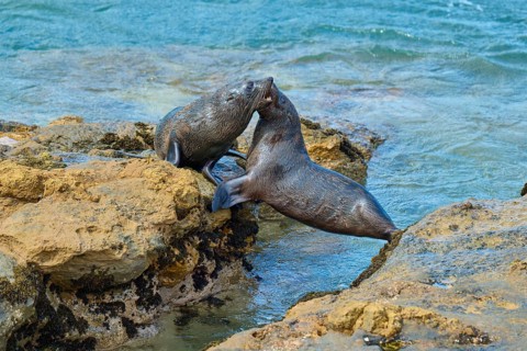 Two seals energetically playing on the rocks near the sea, New Zealand fur seal (Arctocephalus