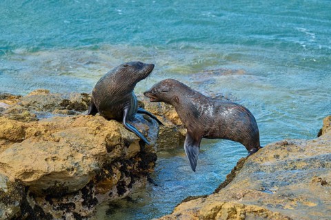 Two seals communicating lively on the rocks at the water's edge, New Zealand fur seal