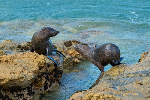 Two seals communicating on rocky shore by the sea, New Zealand fur seal (Arctocephalus forsteri),
