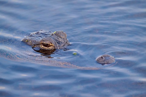 An alligator in the blue river, partly above water, showing its camouflage, American alligator