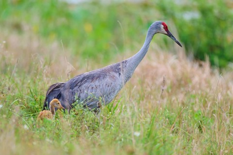 A crane with a chick in the tall grass, showing protection and closeness to nature, Canada cranes