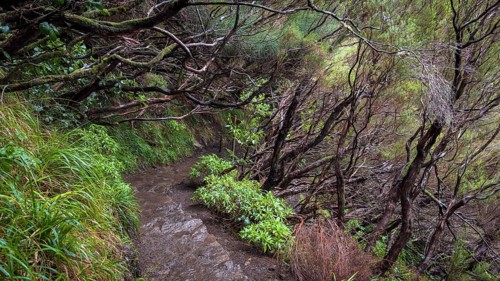 PR6 hiking trail to the 25 springs, along water channel, Levada das 25 Fontes, laurel forest,