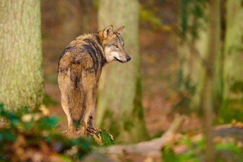 A wolf stands in the forest and looks over his shoulder, Wolf (Canis lupus), Germany