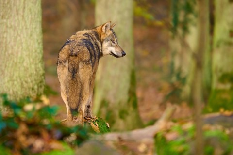 A wolf stands in autumn forest and looks over his shoulder, Wolf (Canis lupus), Germany