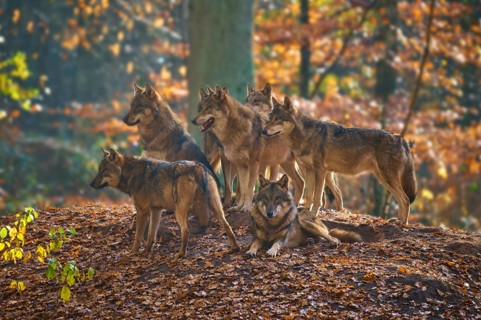 A pack of wolves gathers on a hill in autumn forest, Wolf (Canis lupus), Germany