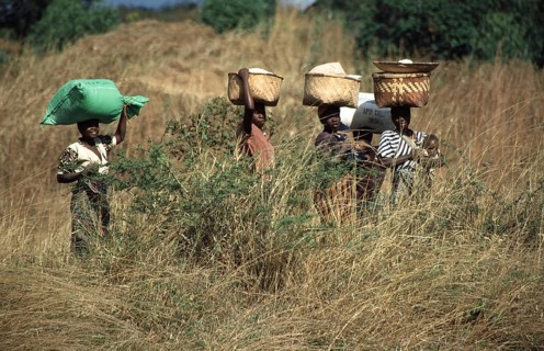 Women balancing baskets on their heads, Bwangu Mzimba, Malawi, Africa, June 2000, vintage, retro,