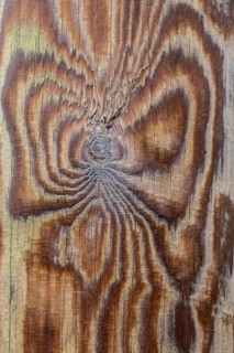Pattern, grain in wood, Emsland, Lower Saxony, Germany