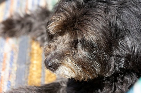 Mixed breed dog, portrait