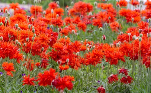 A field full of bright red poppies is blooming intensively in a summery garden, Palatinate,