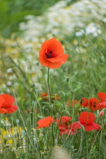 Bright red poppies bloom on a green meadow under the open sky, MÃ¼nsterland, North