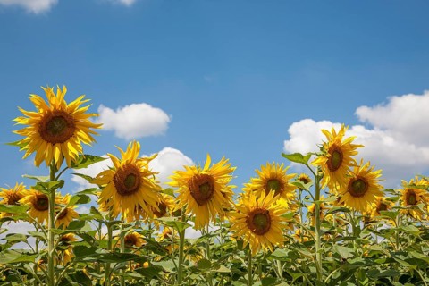 Sunflowers (Helianthus annuus), sunflower field, Palatinate, Rhineland-Palatinate, Germany