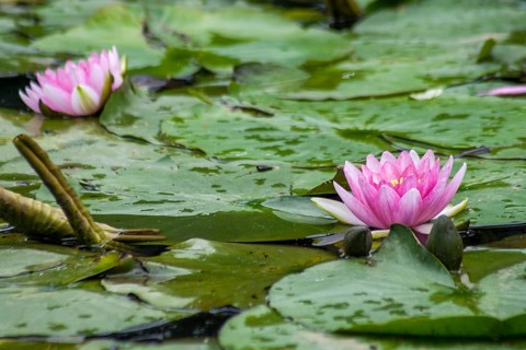 Pink lily flowers floating on green leaves in a quiet pond, MÃ¼nsterland, North Rhine-Westphalia,