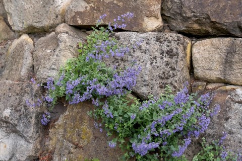 Catmint (Nepeta cataria) growing in a sandstone wall, North Rhine-Westphalia, Germany