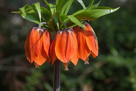 Imperial Crown (Fritillaria imperialis) orange-flowering, Palatinate, Rhineland-Palatinate, Germany
