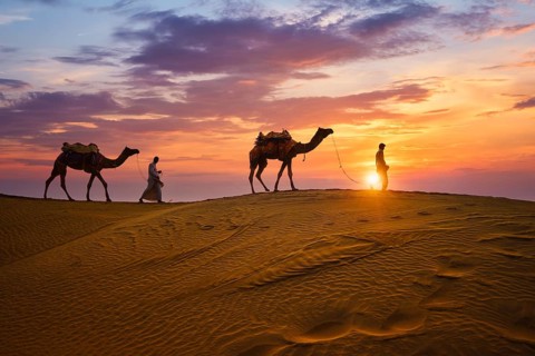 Indian cameleers camel drivers bedouin with camel silhouettes in sand dunes of Thar desert on