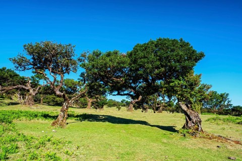 Centuries-old til trees in fantastic magical idyllic Fanal Laurisilva forest on sunset. Madeira
