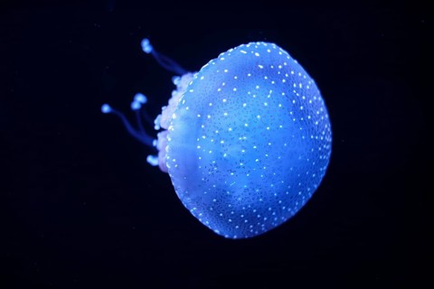 Bioluminescent Jellyfish Phyllorhiza punctata white-spotted jellyfish aka floating bell, Australian